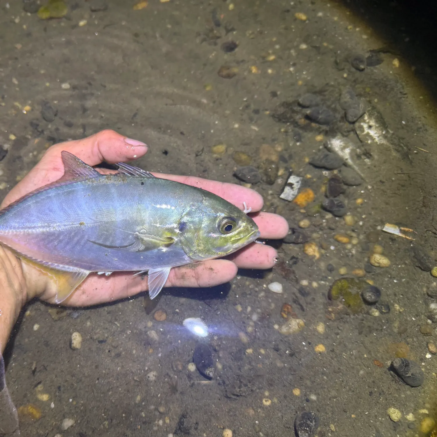 The most recent Blue runner catches on Fishbrain