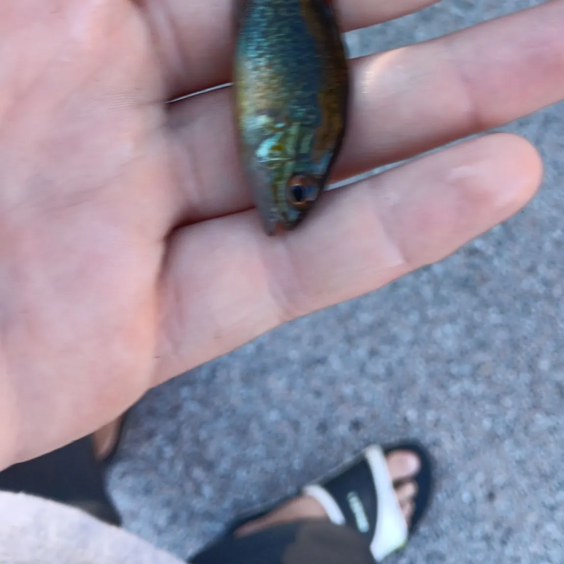 Pumpkinseed caught on Fishbrain