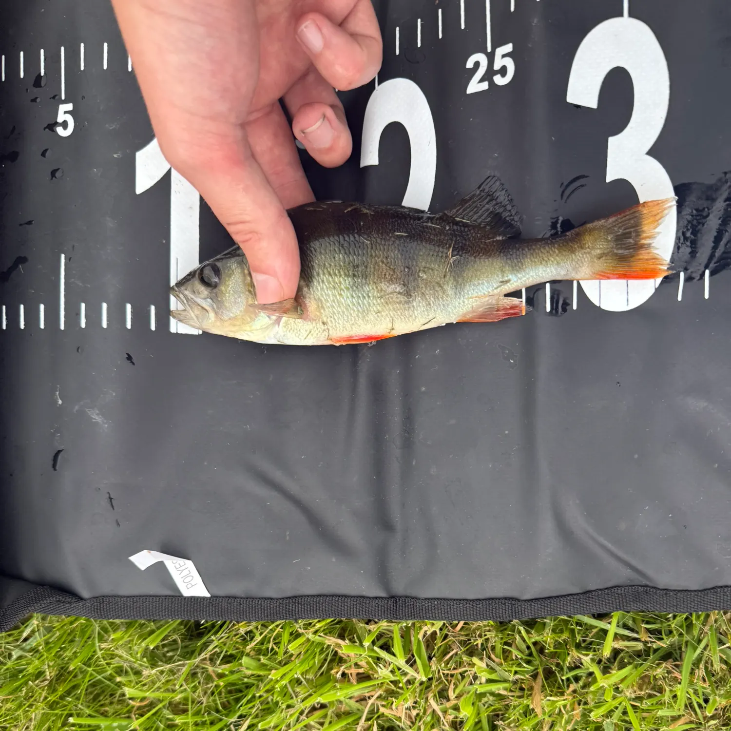 European perch caught on Fishbrain