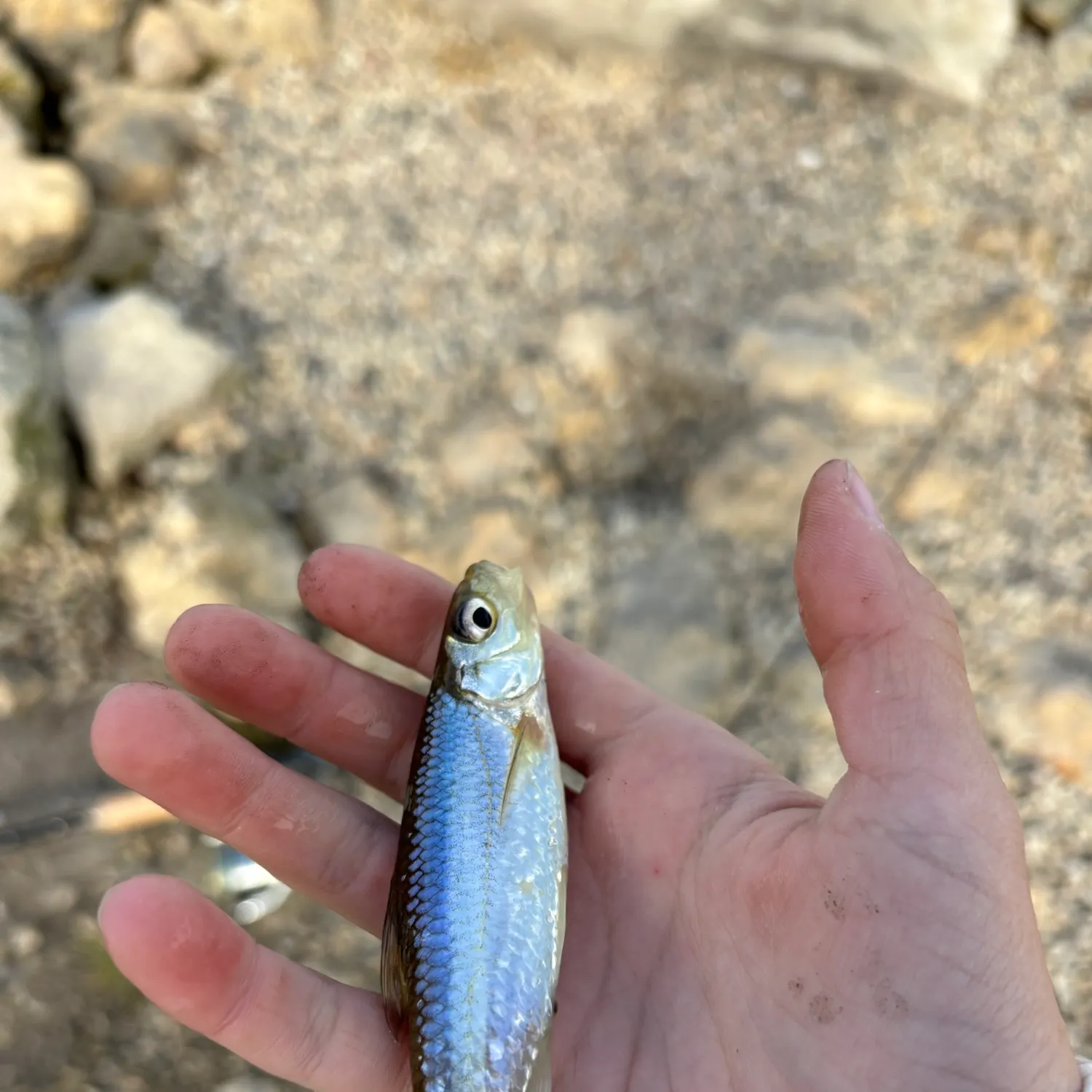 Spotfin shiner caught on Fishbrain