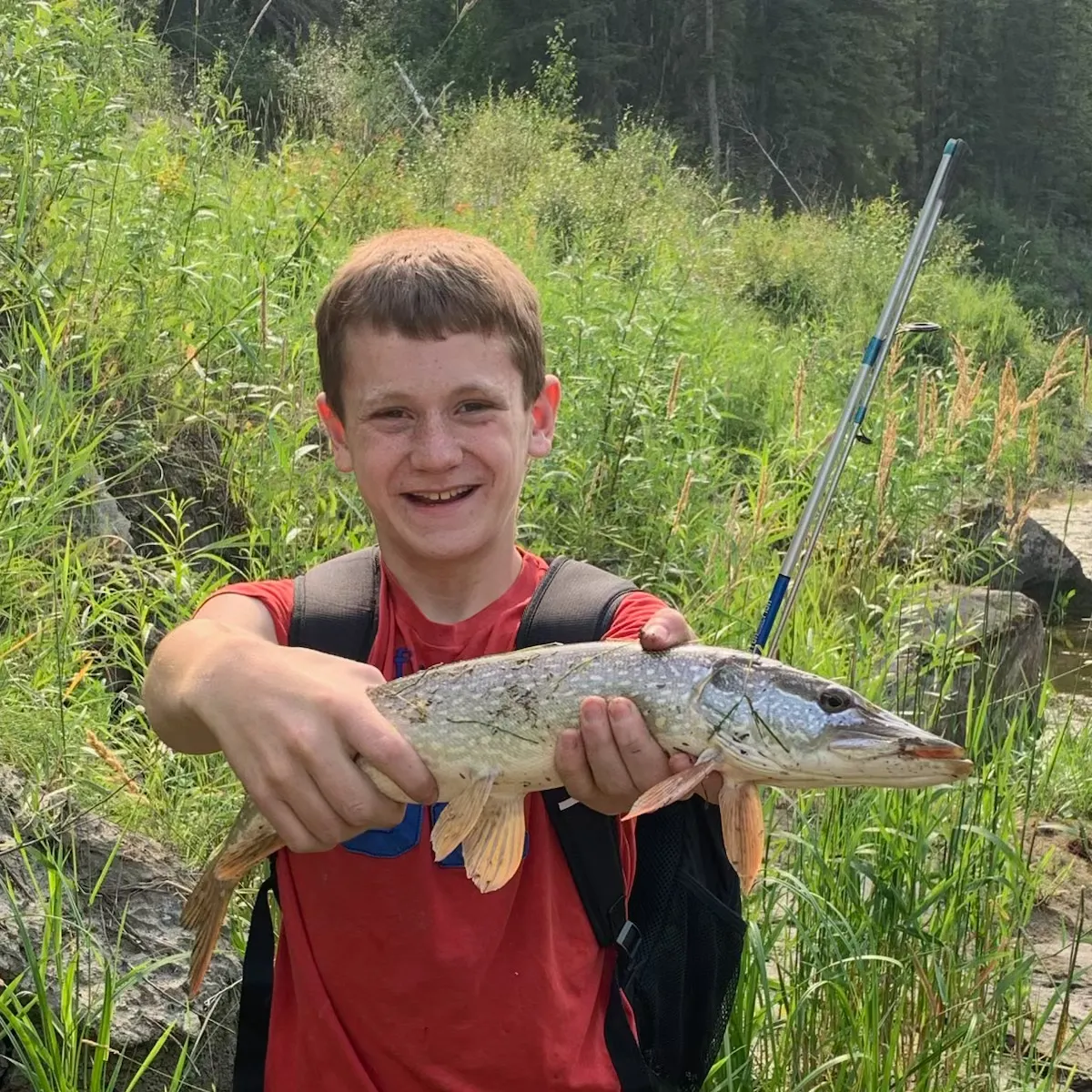 Northern pike caught on Fishbrain