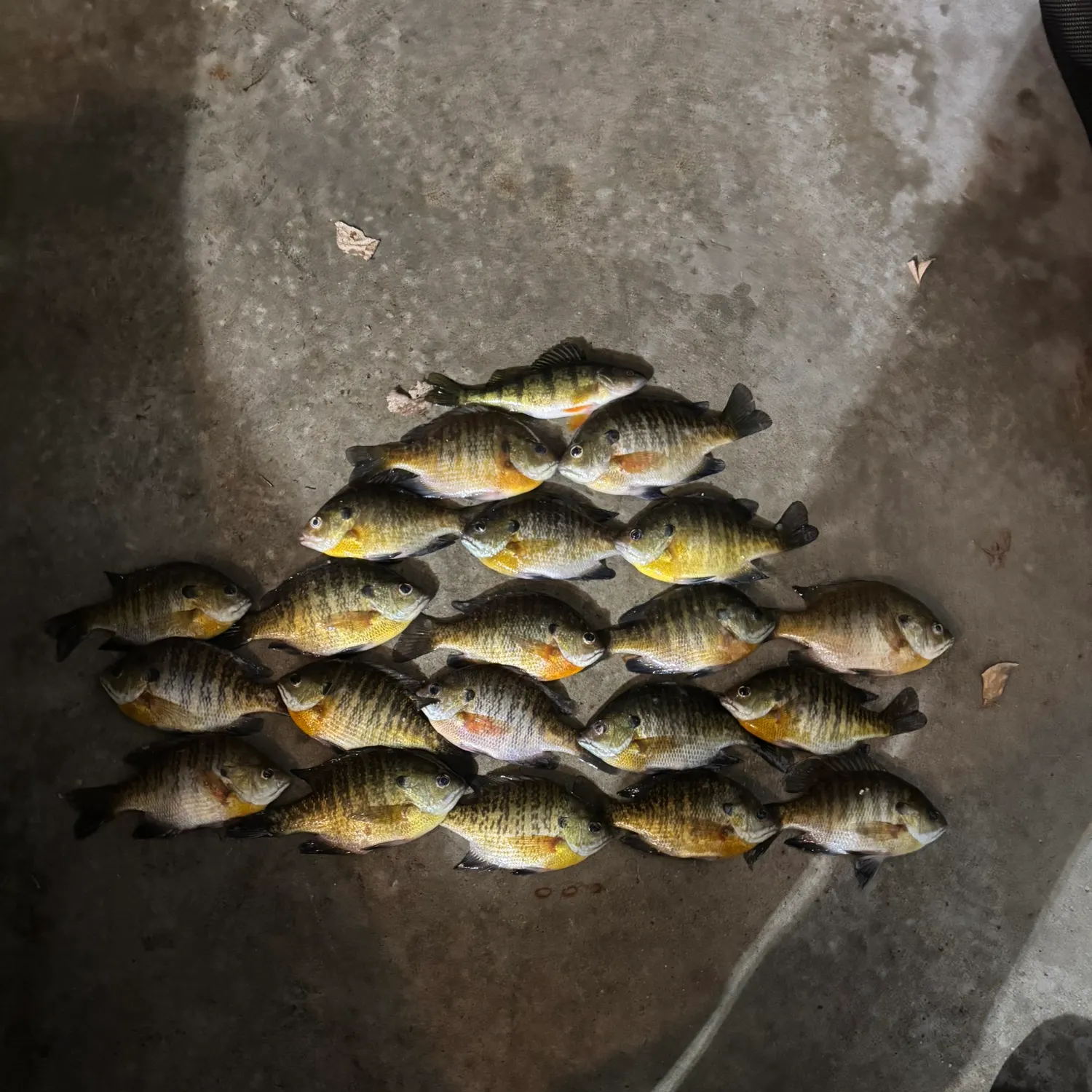 recently logged catches