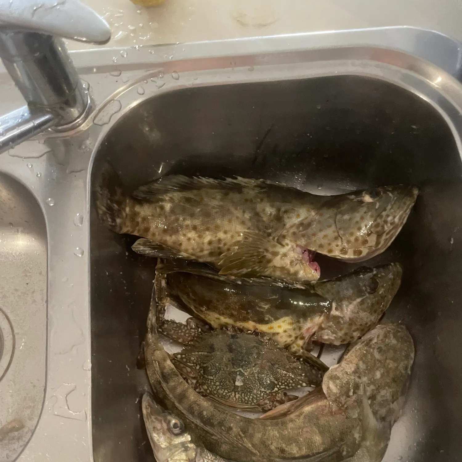 Orange-spotted grouper caught on Fishbrain