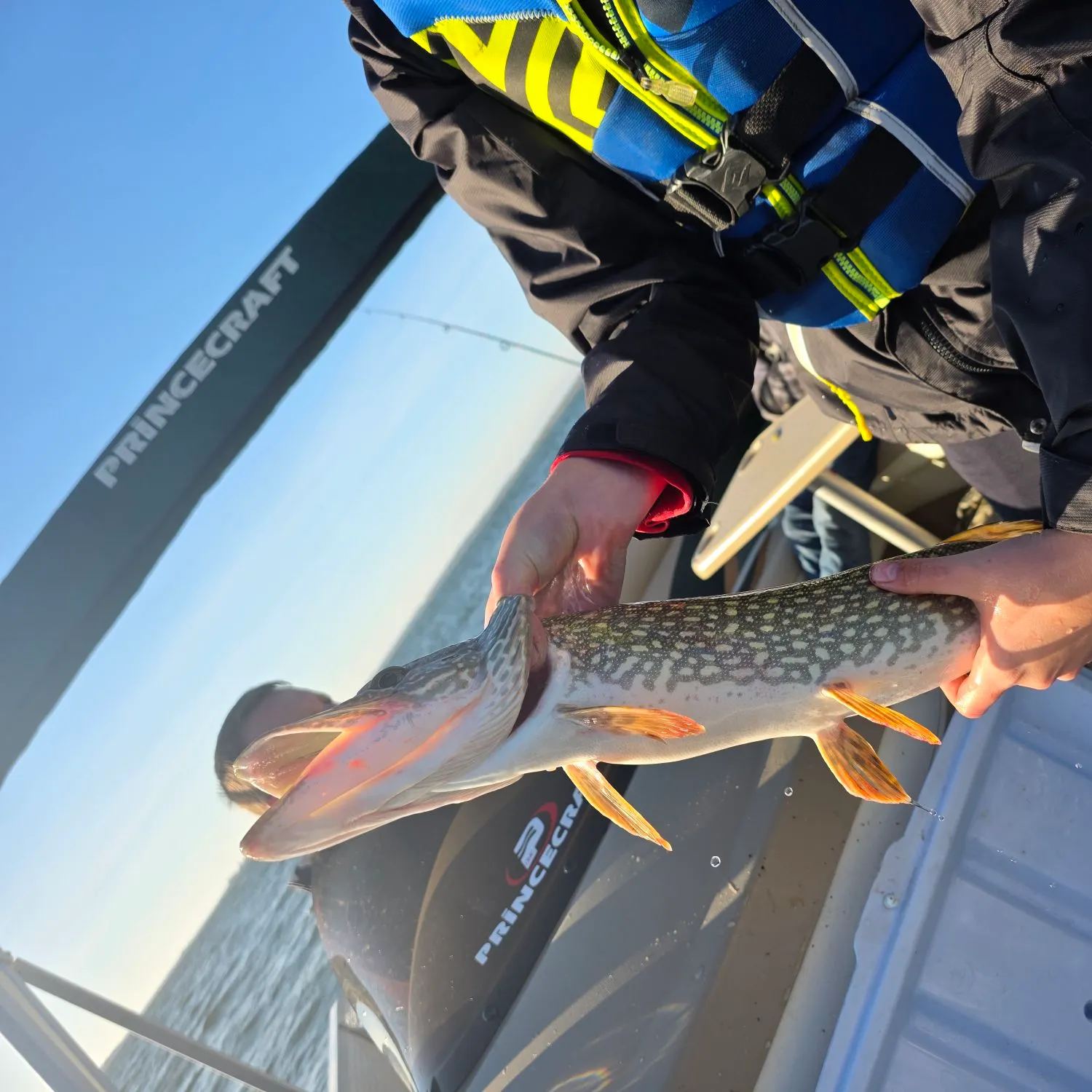 Northern pike caught on Fishbrain