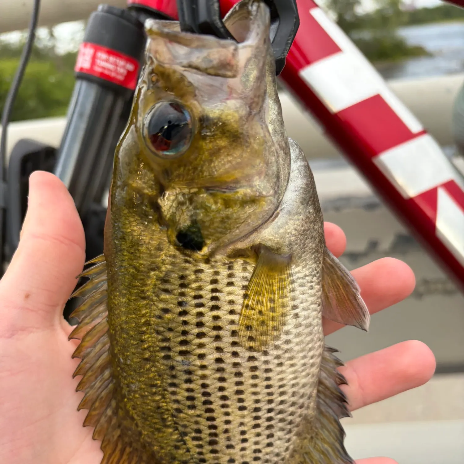 Rock bass caught on Fishbrain