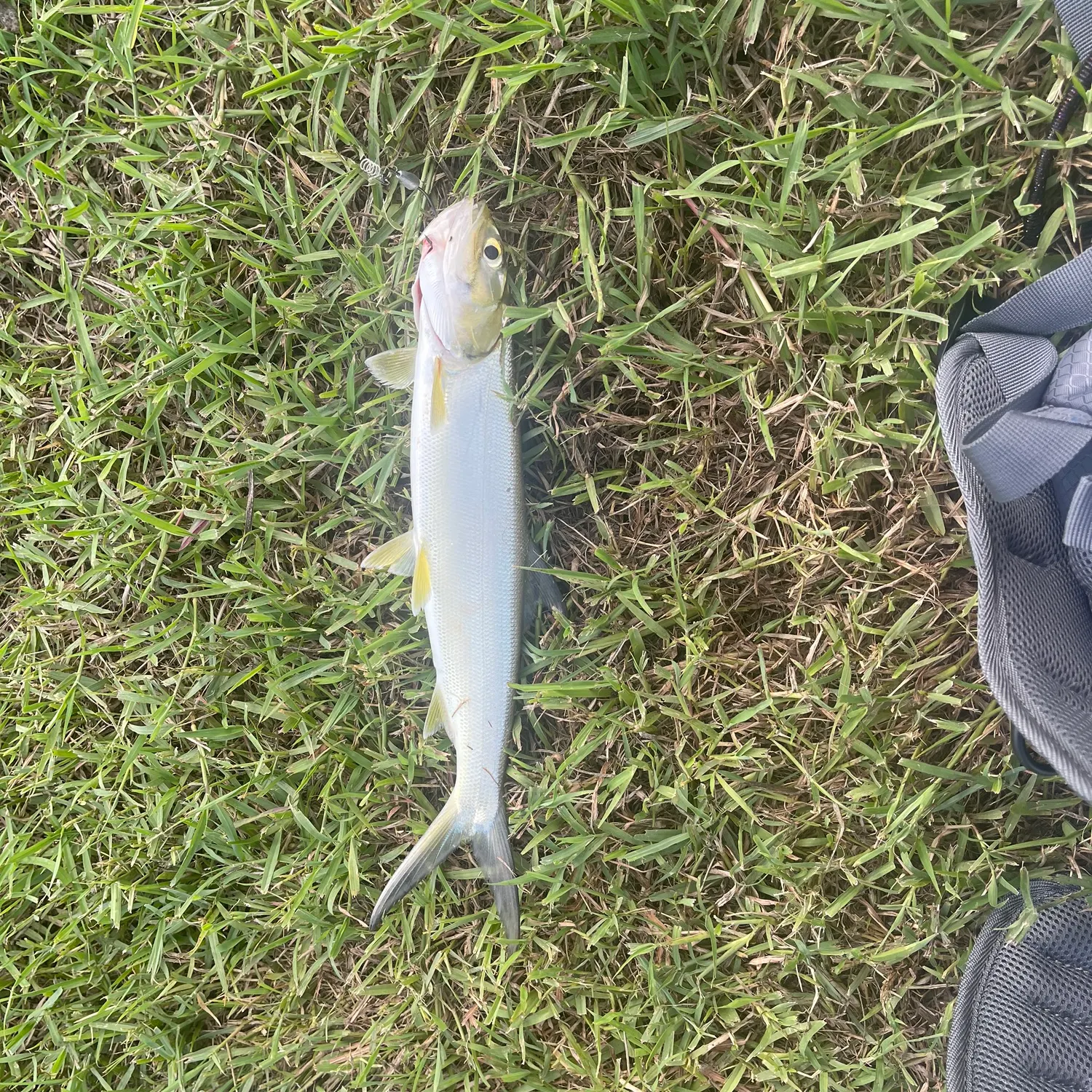 The most recent Ladyfish catches on Fishbrain