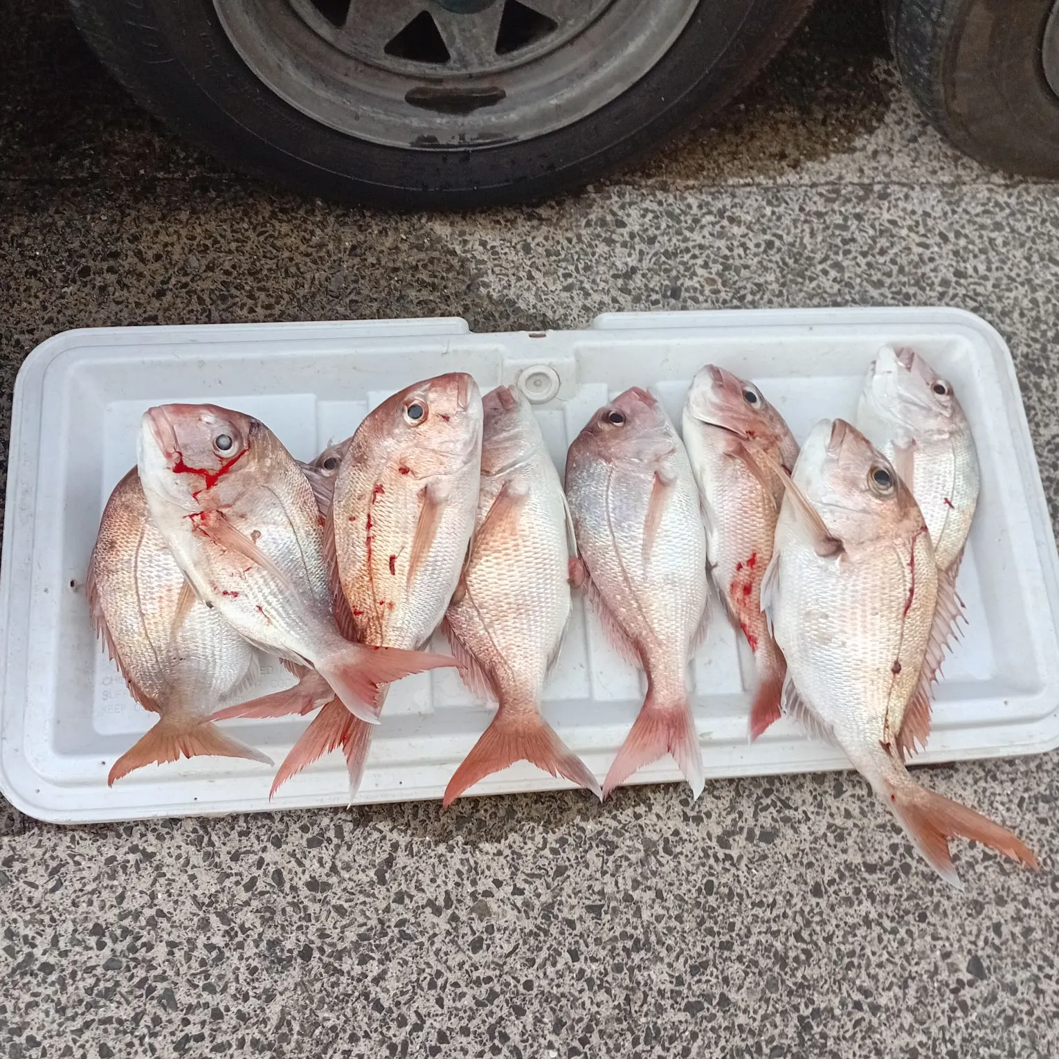 The most recent Australasian snapper catches on Fishbrain