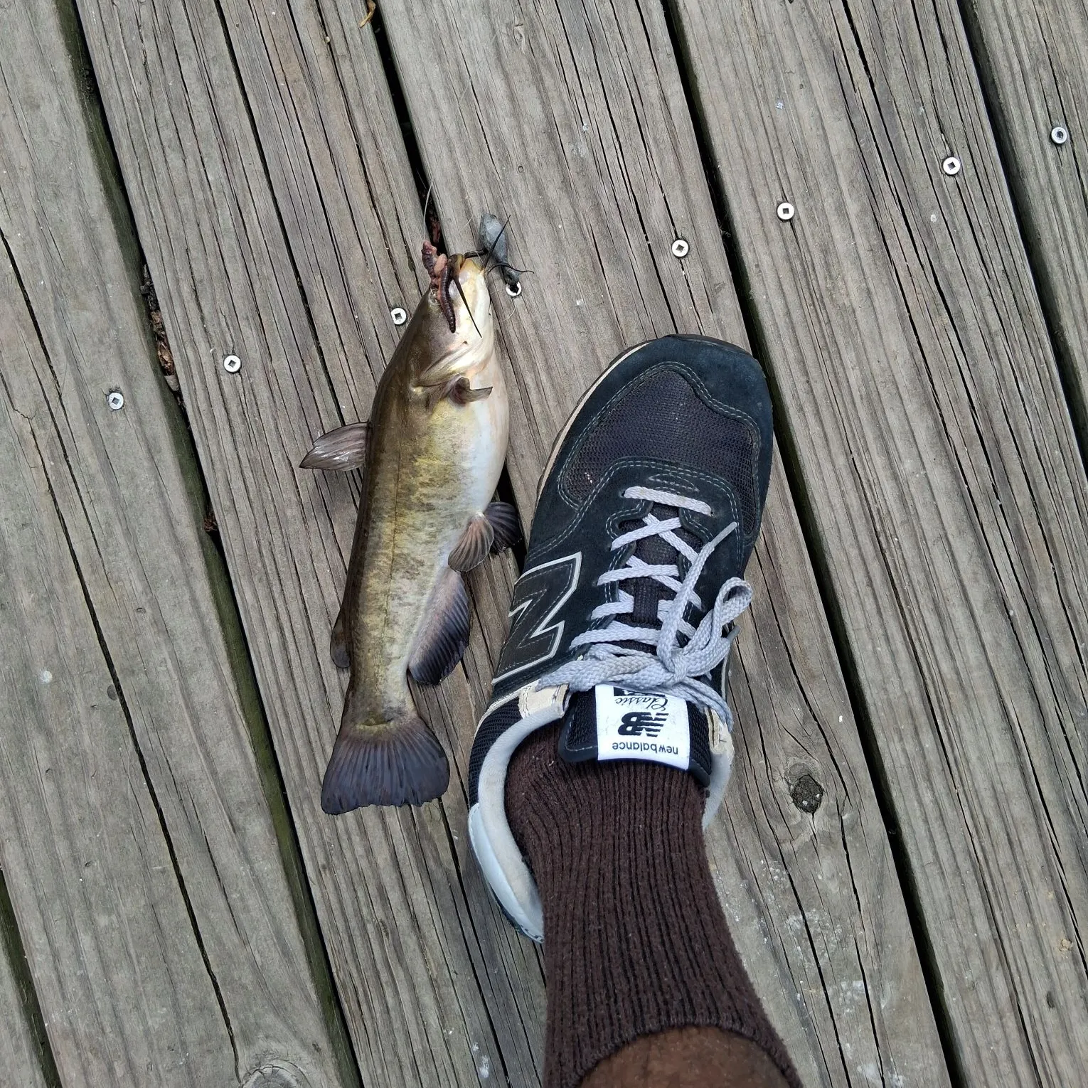 Brown bullhead caught on Fishbrain