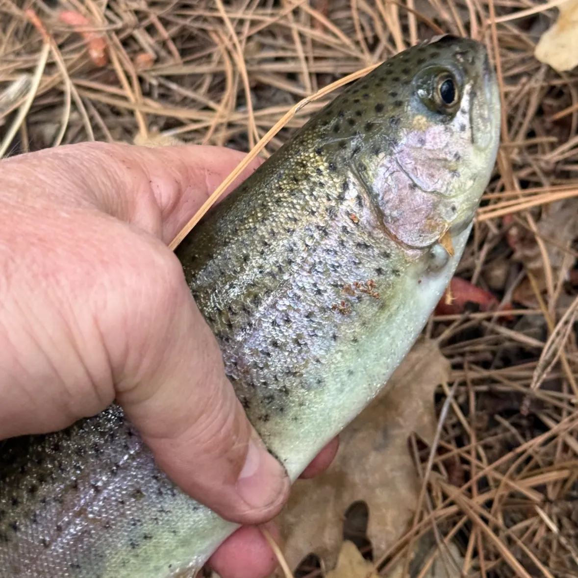 Rainbow trout caught on Fishbrain