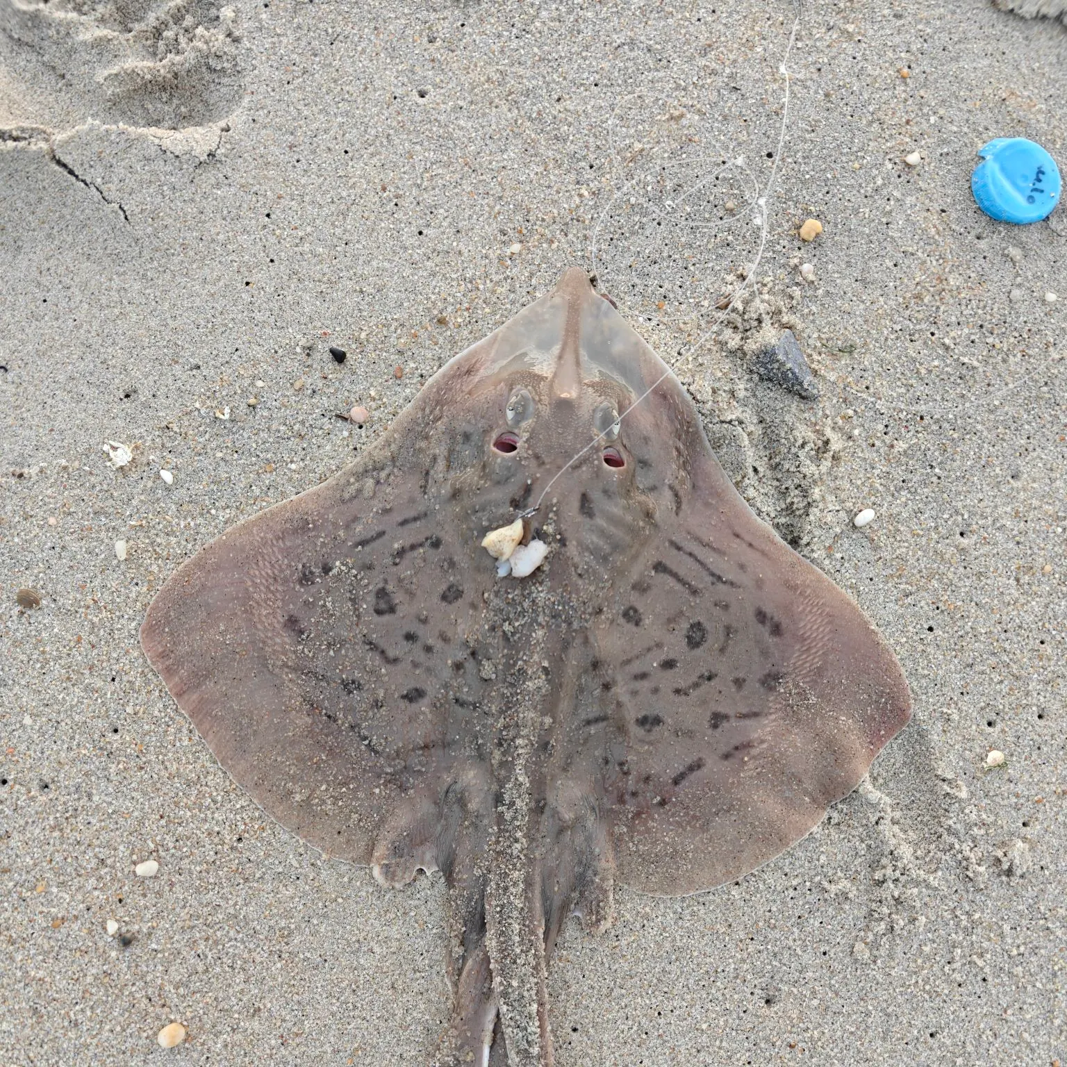 Southern stingray caught on Fishbrain