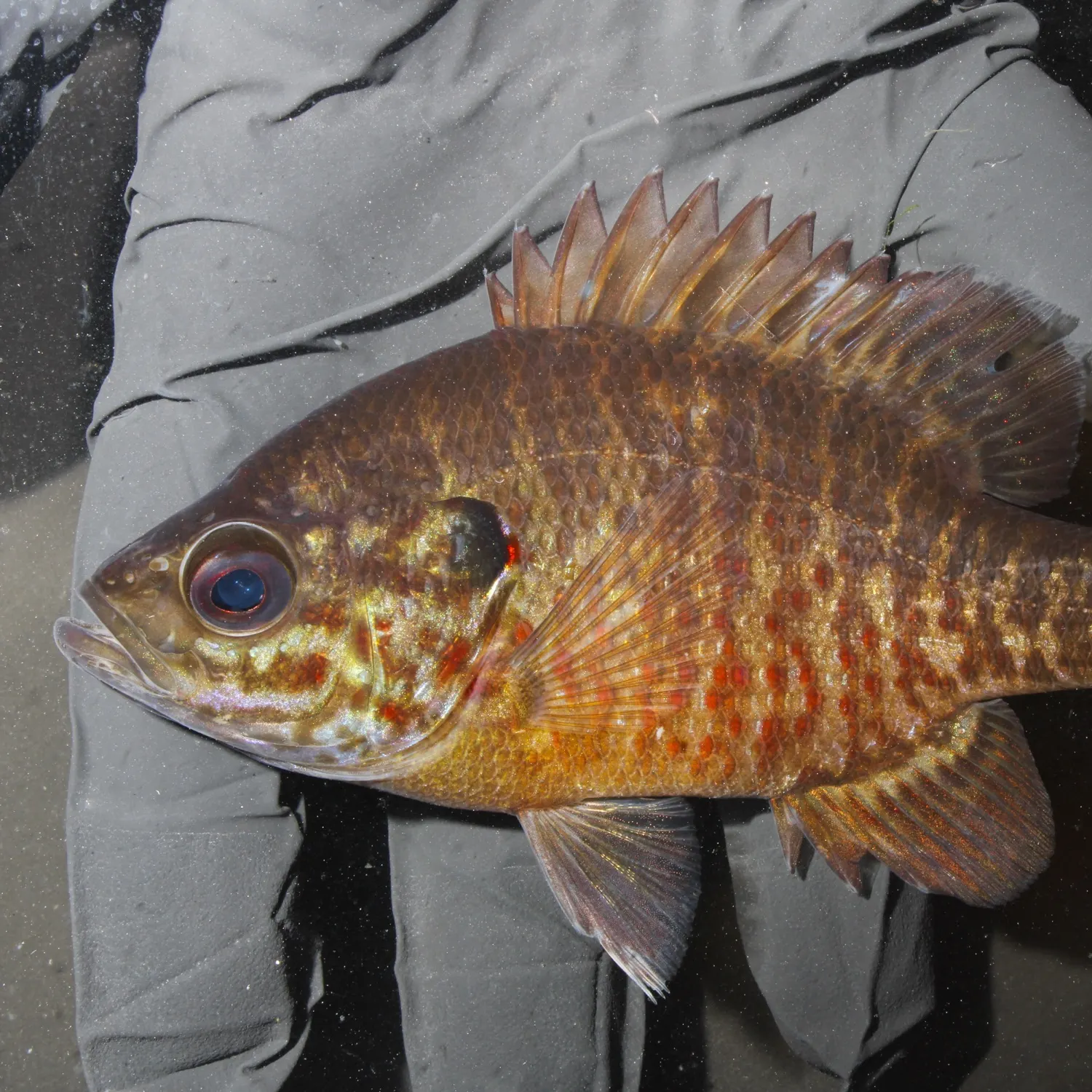 The most recent Wargill hybrid catches on Fishbrain