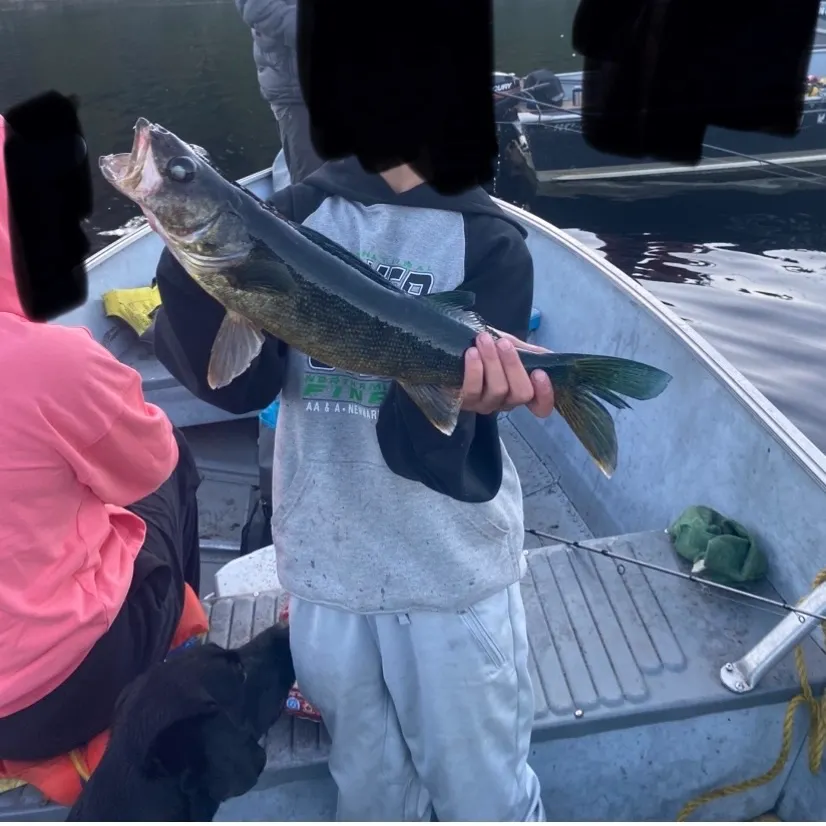 Sauger caught on Fishbrain