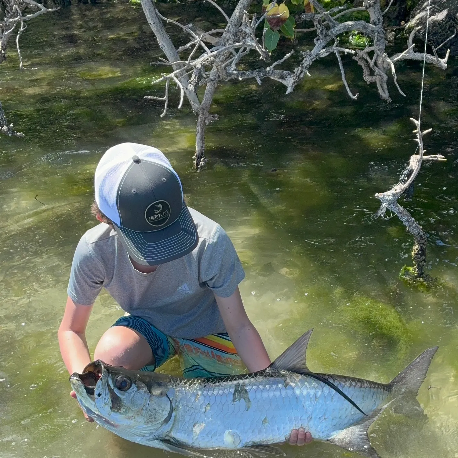 The most recent Tarpon catches on Fishbrain