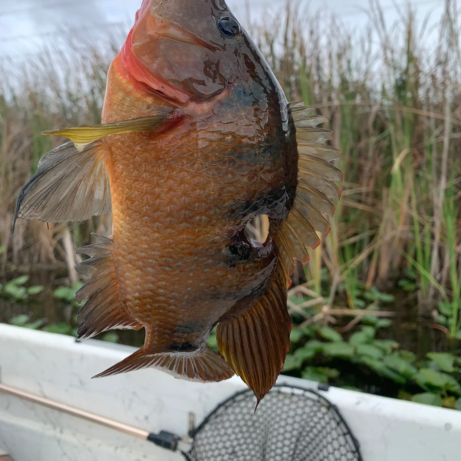 The most recent Oscar catches on Fishbrain