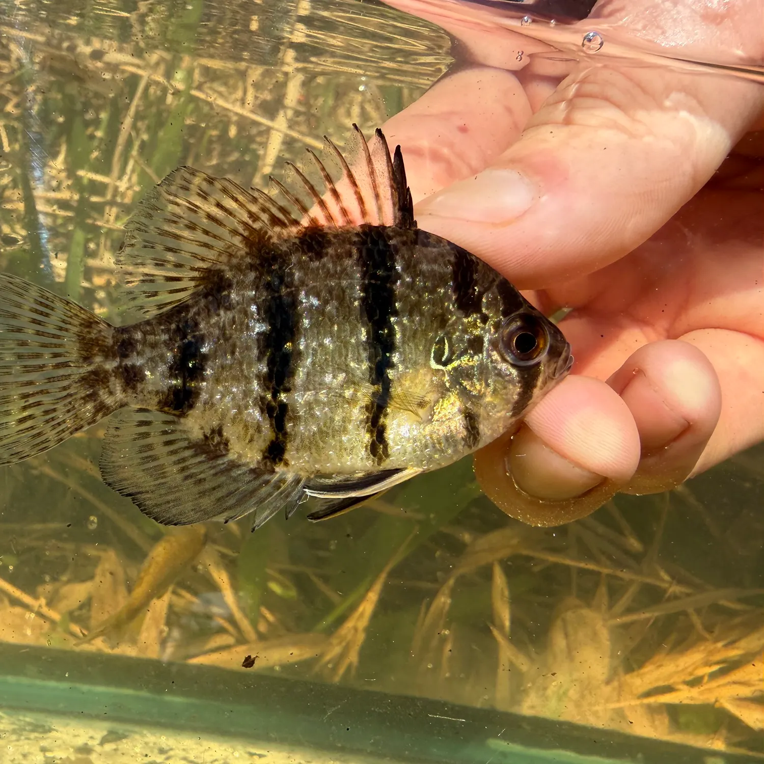 The most recent Blackbanded sunfish catches on Fishbrain