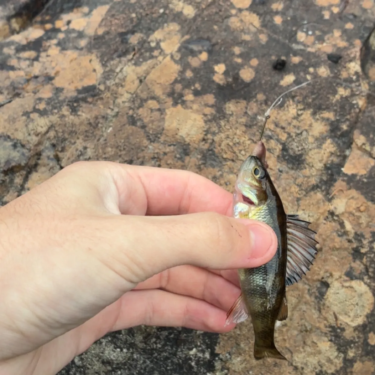 Yellow perch caught on Fishbrain