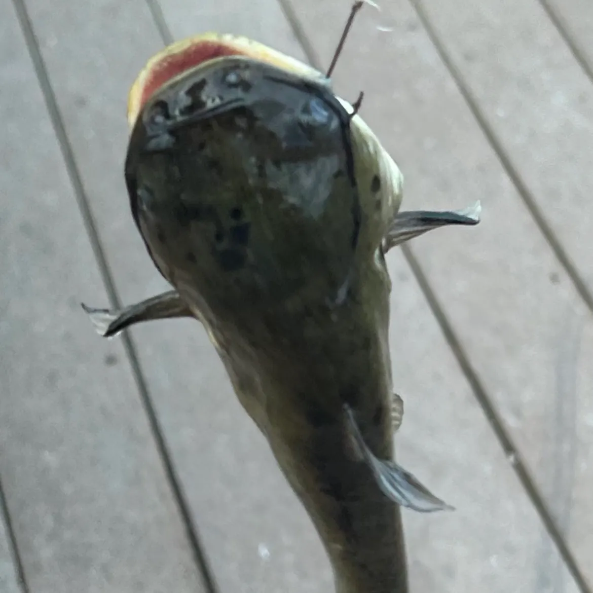 Black bullhead caught on Fishbrain