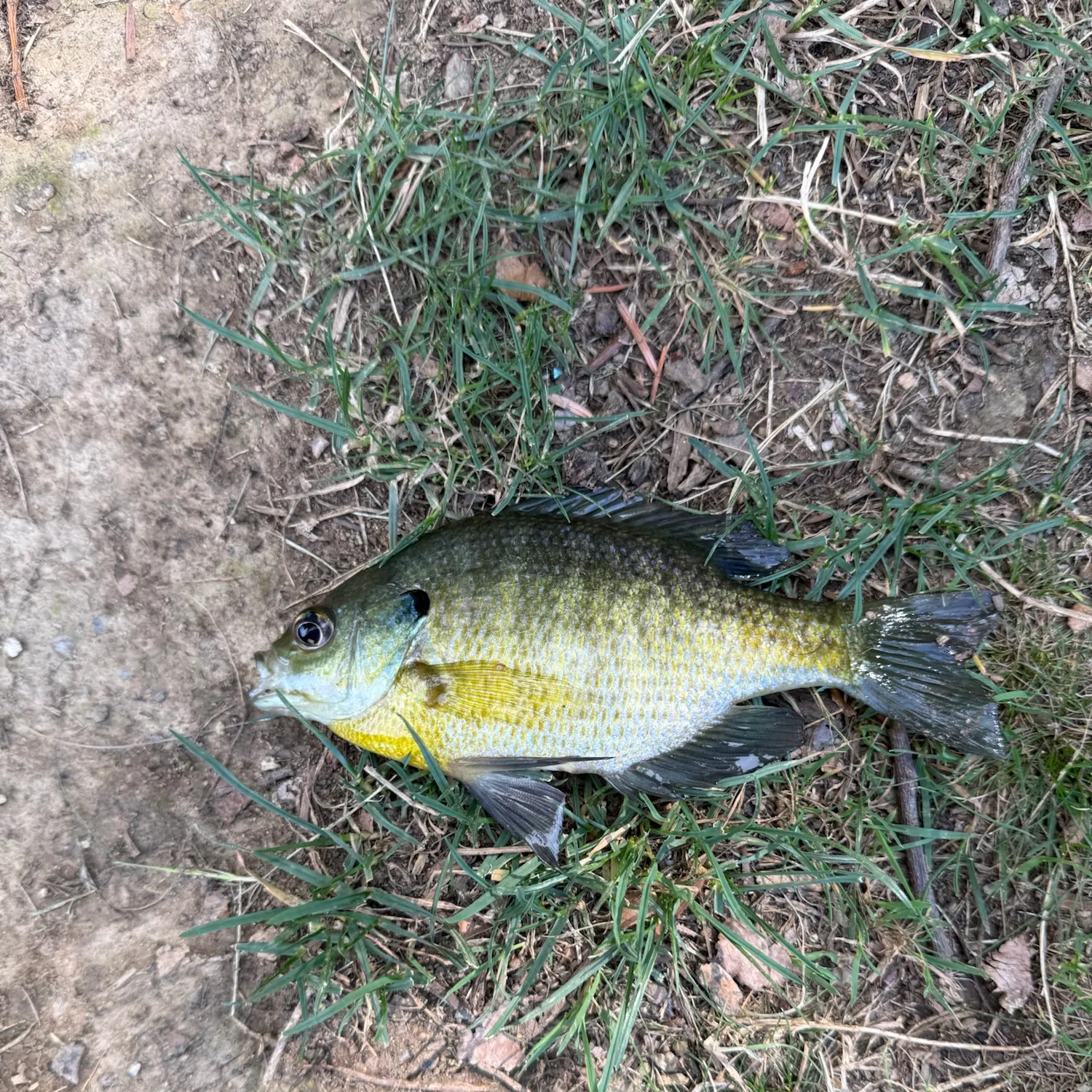 Bluegill caught on Fishbrain