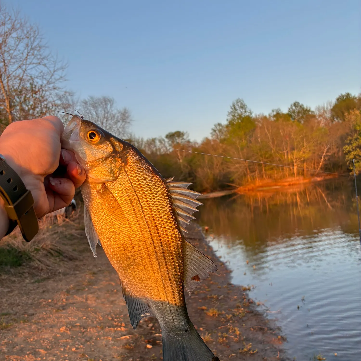 White bass caught on Fishbrain