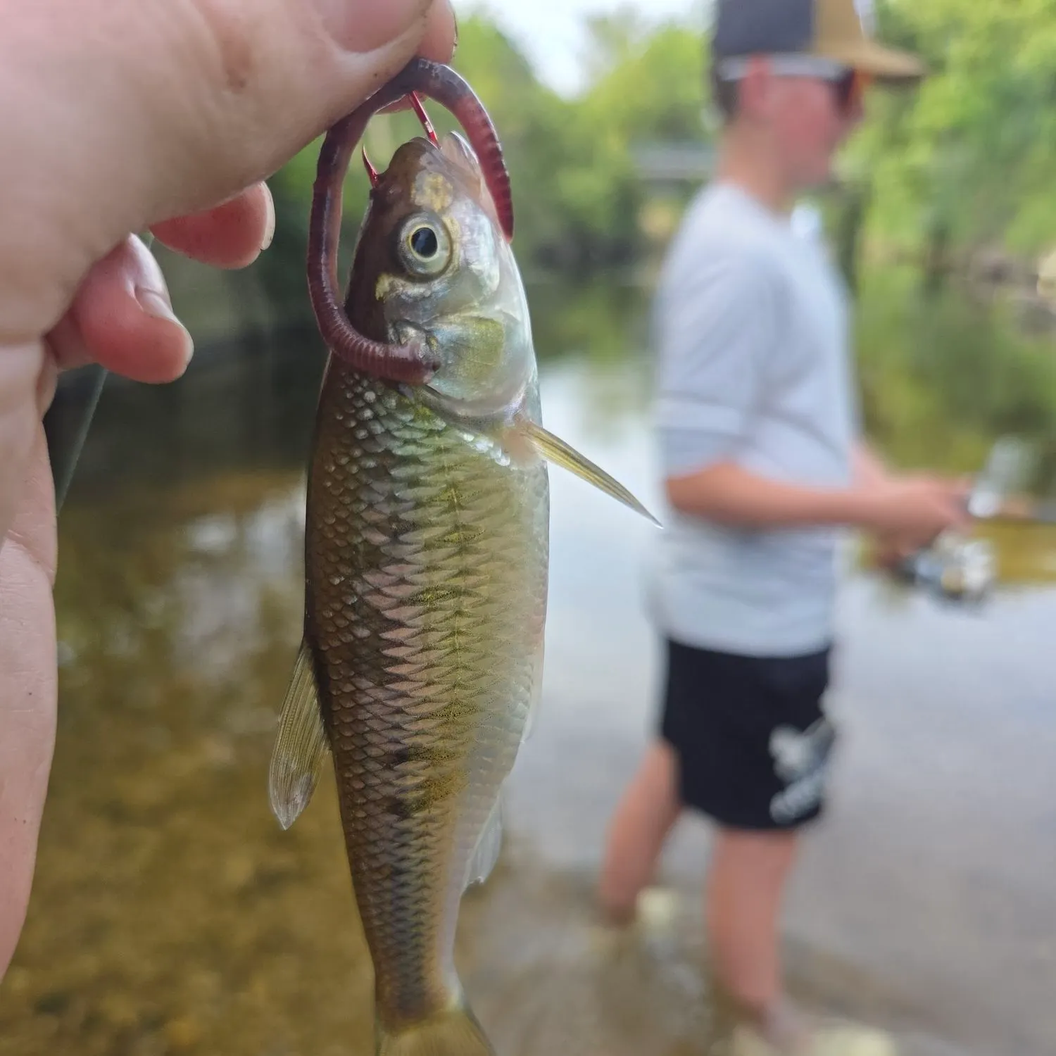 Common shiner caught on Fishbrain
