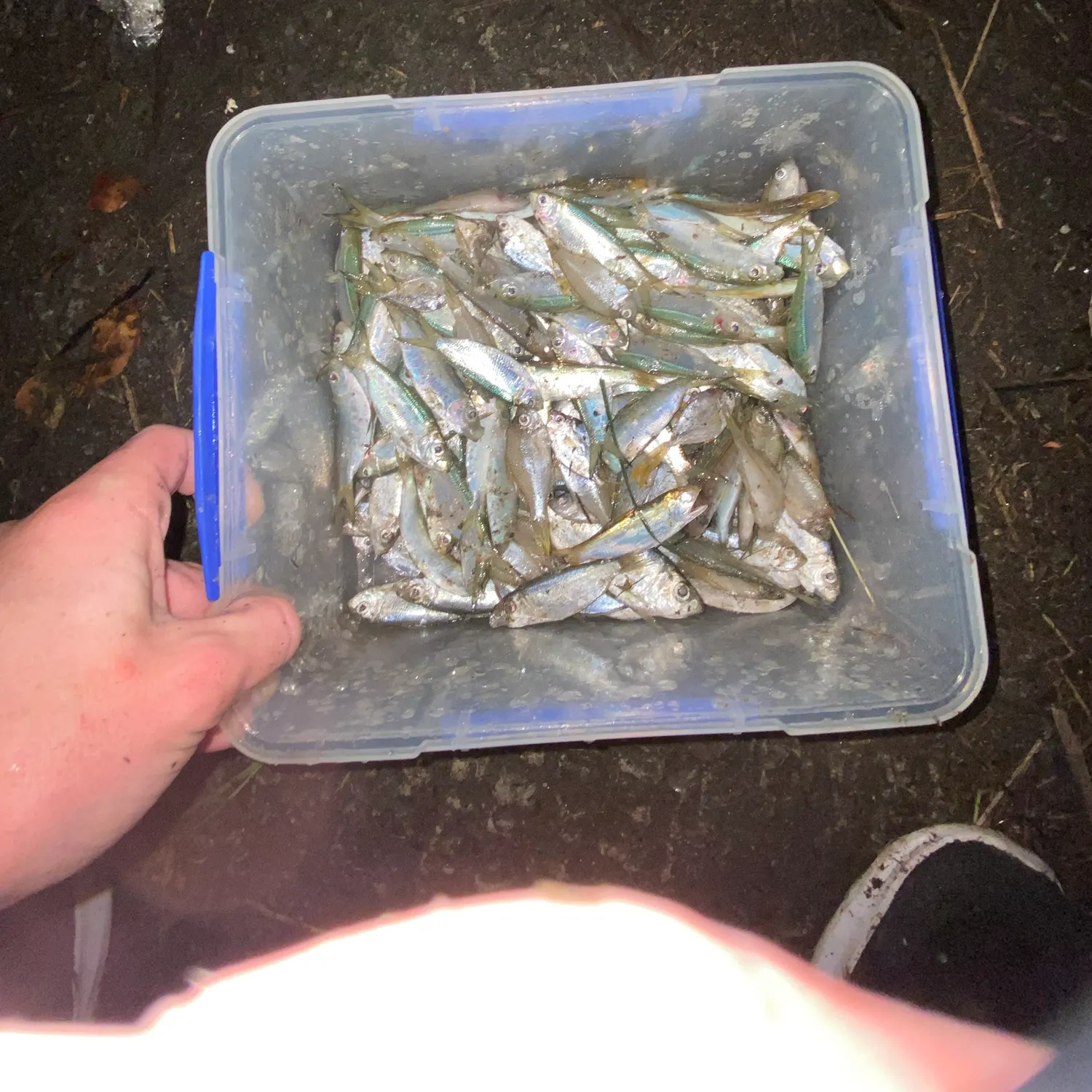 The most recent Castelnau's herring catches on Fishbrain