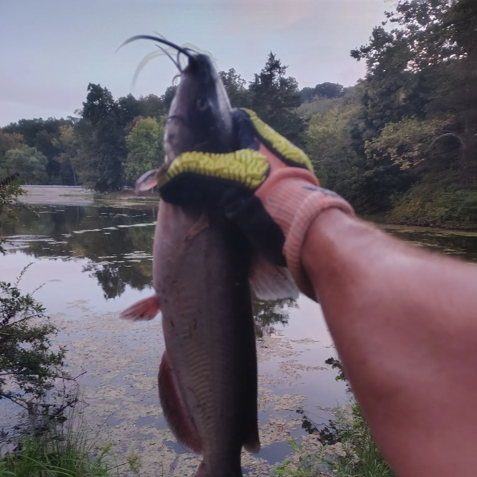 Blue catfish caught on Fishbrain
