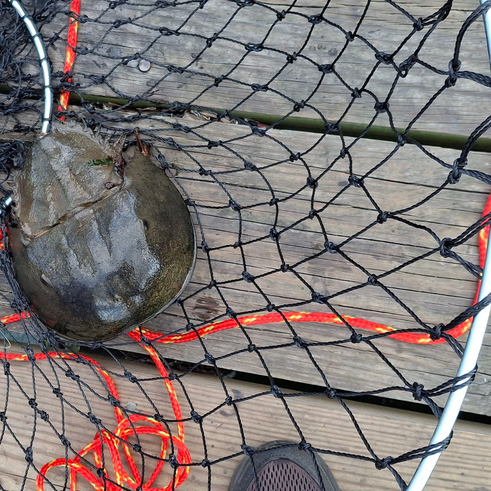 The most recent Atlantic horseshoe crab catches on Fishbrain