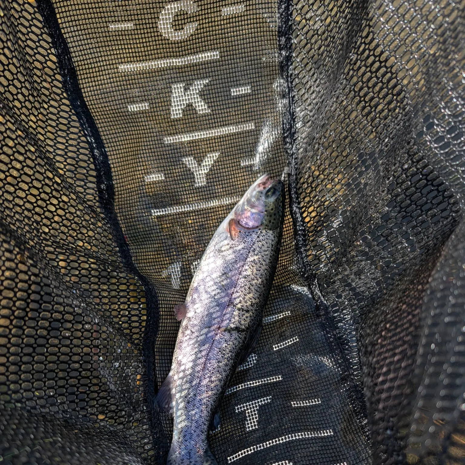 Rainbow trout caught on Fishbrain