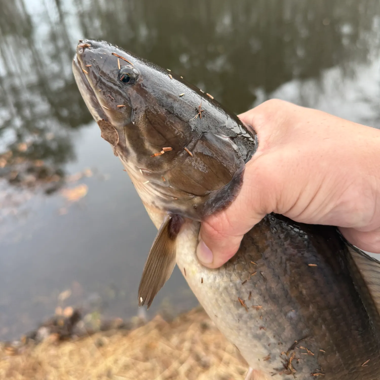 The most recent Eyetail bowfin catches on Fishbrain