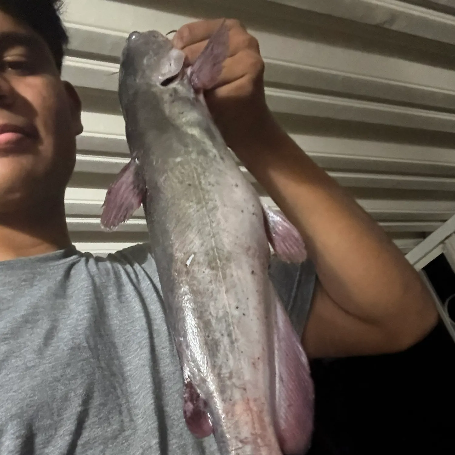 Channel catfish caught on Fishbrain