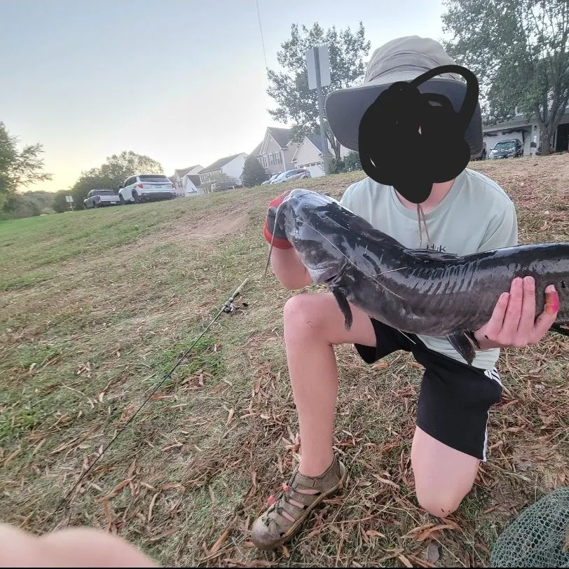Channel catfish caught on Fishbrain