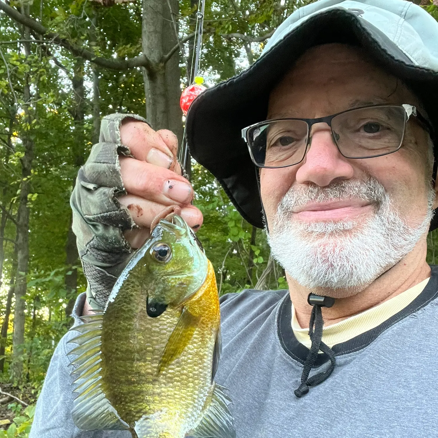 Bluegill caught on Fishbrain