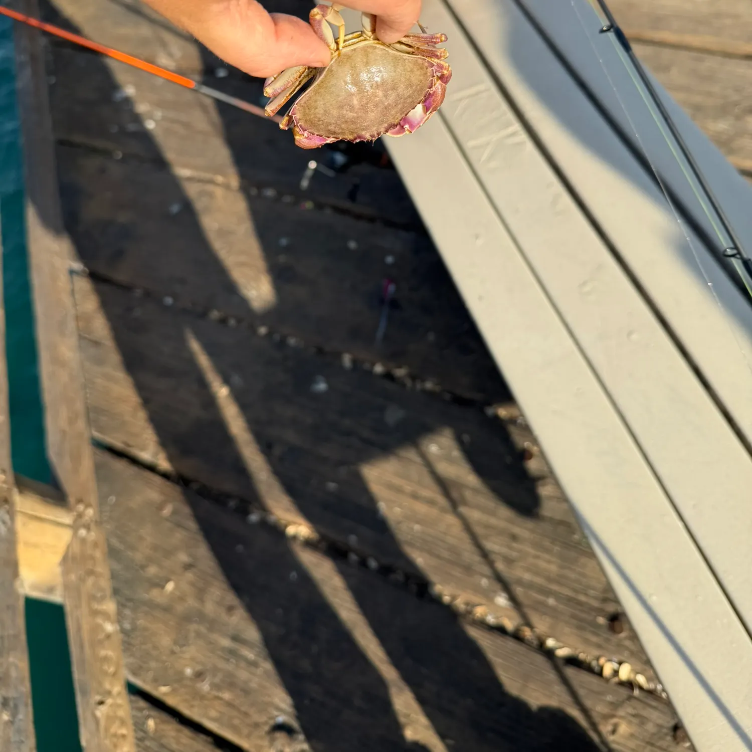 The most recent Red rock crab catches on Fishbrain