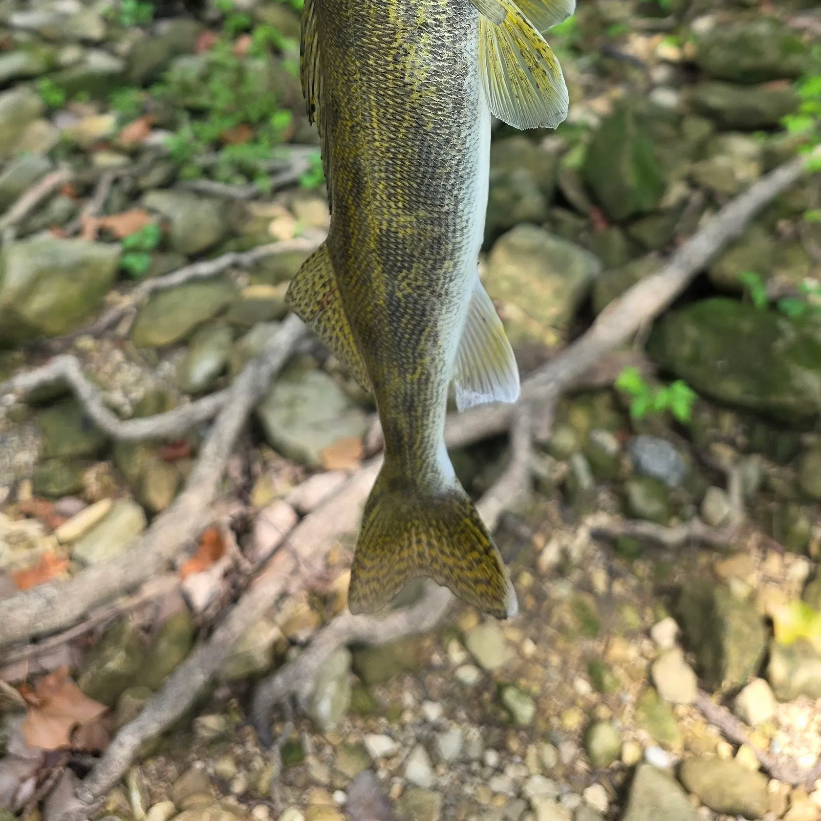 Saugeye caught on Fishbrain