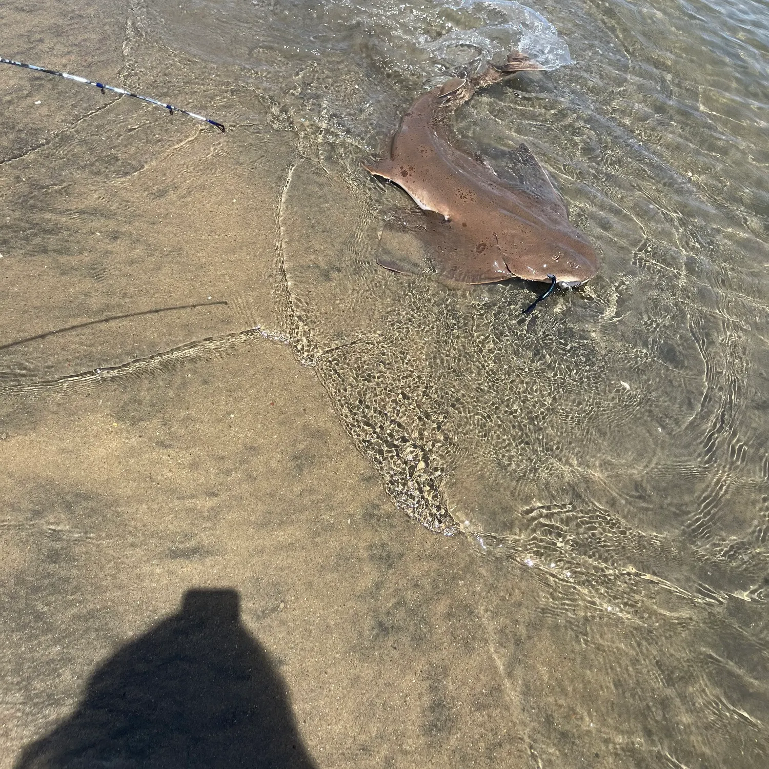 The most recent Smoothback angelshark catches on Fishbrain