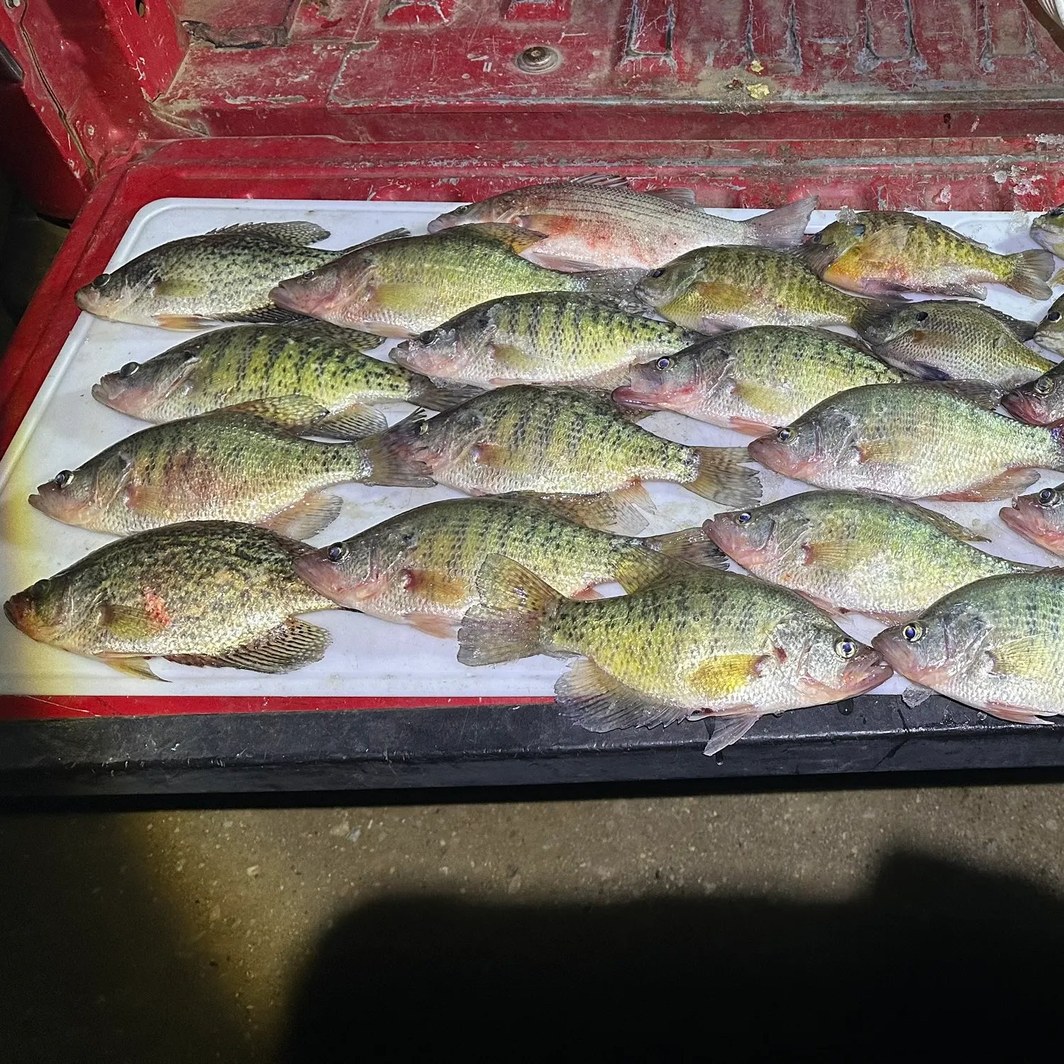 The most recent Bluegill catches on Fishbrain