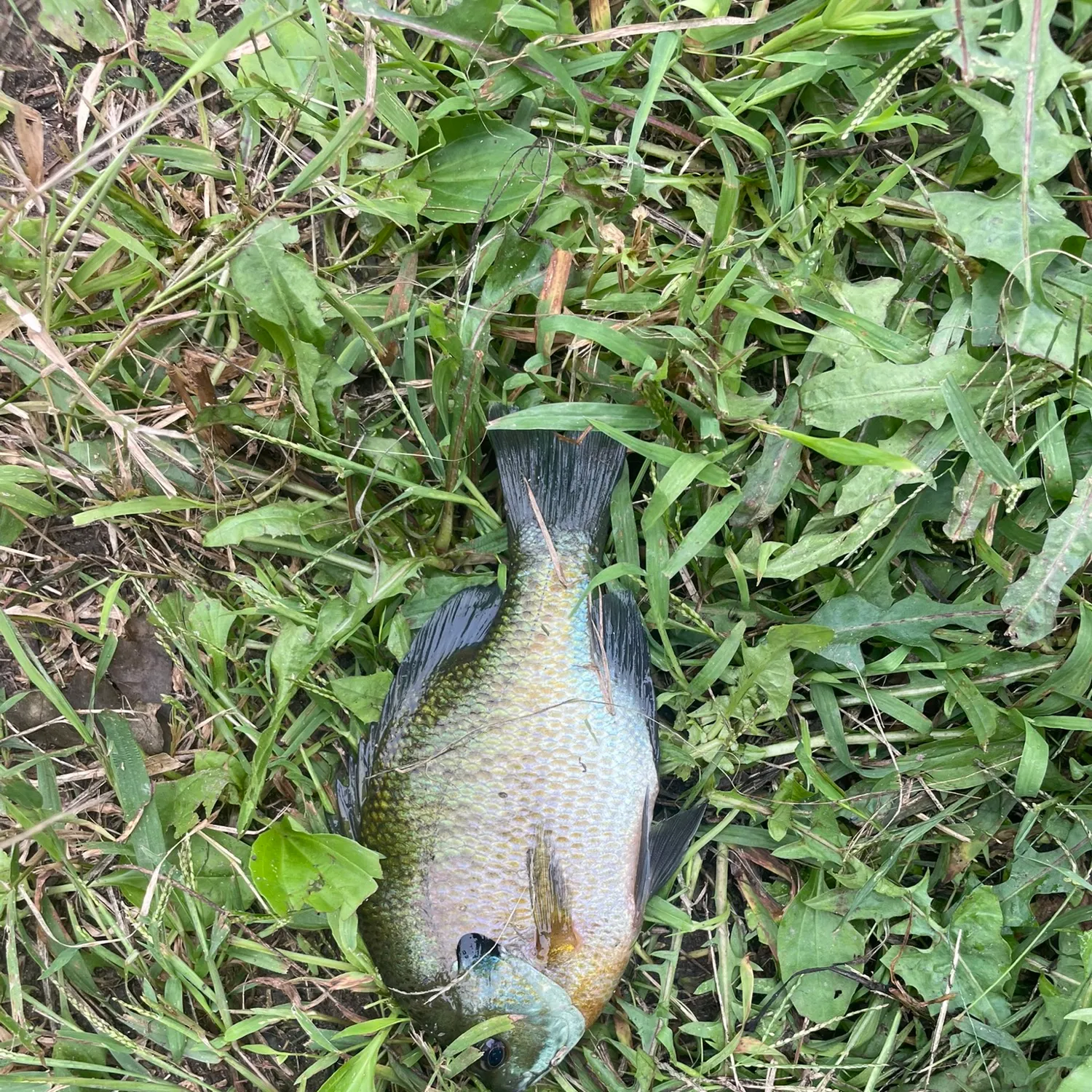 Bluegill caught on Fishbrain