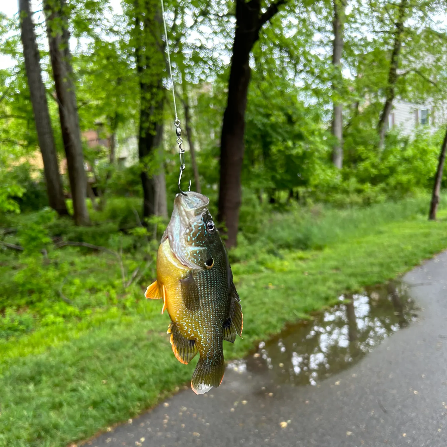 catch