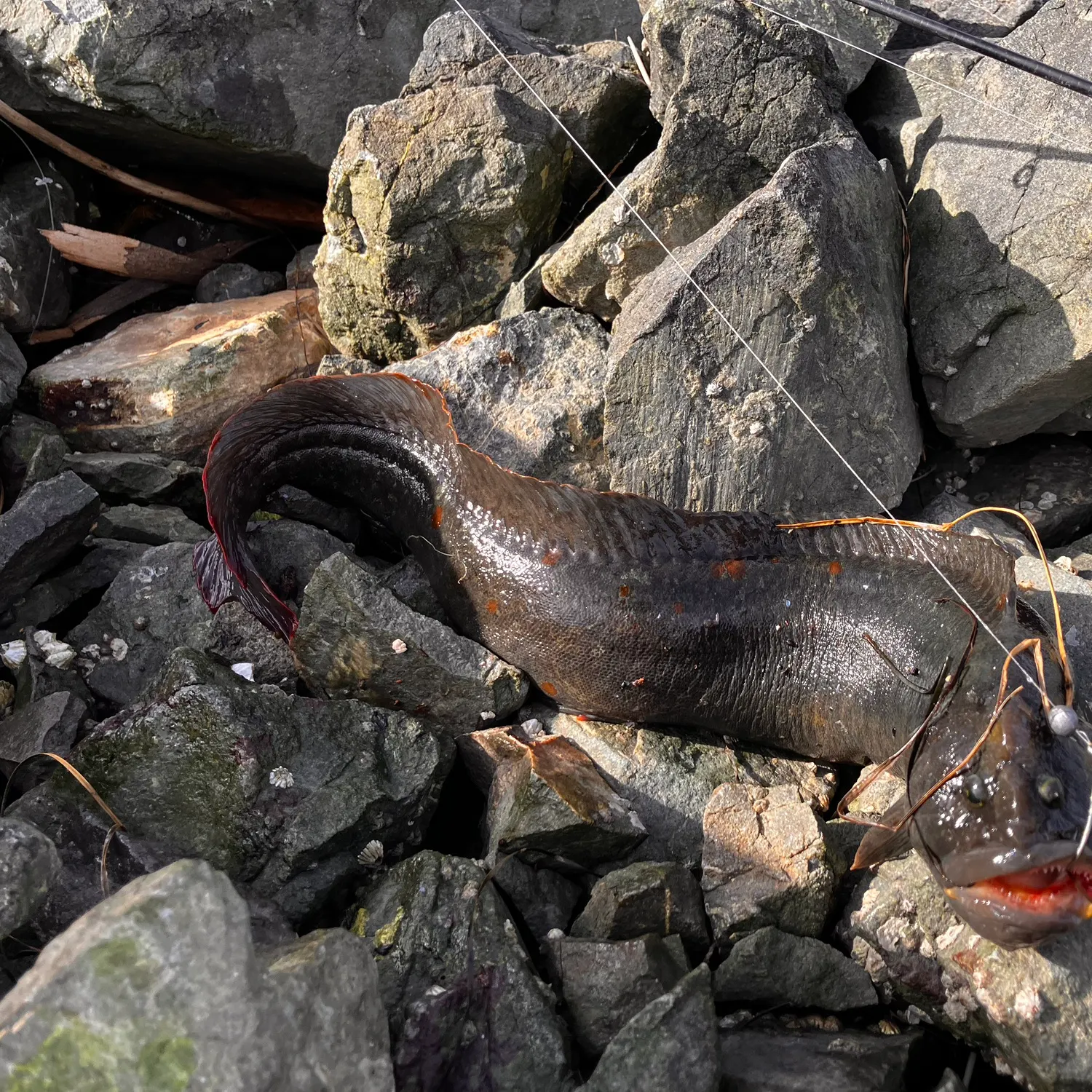 The most recent Monkeyface prickleback catches on Fishbrain