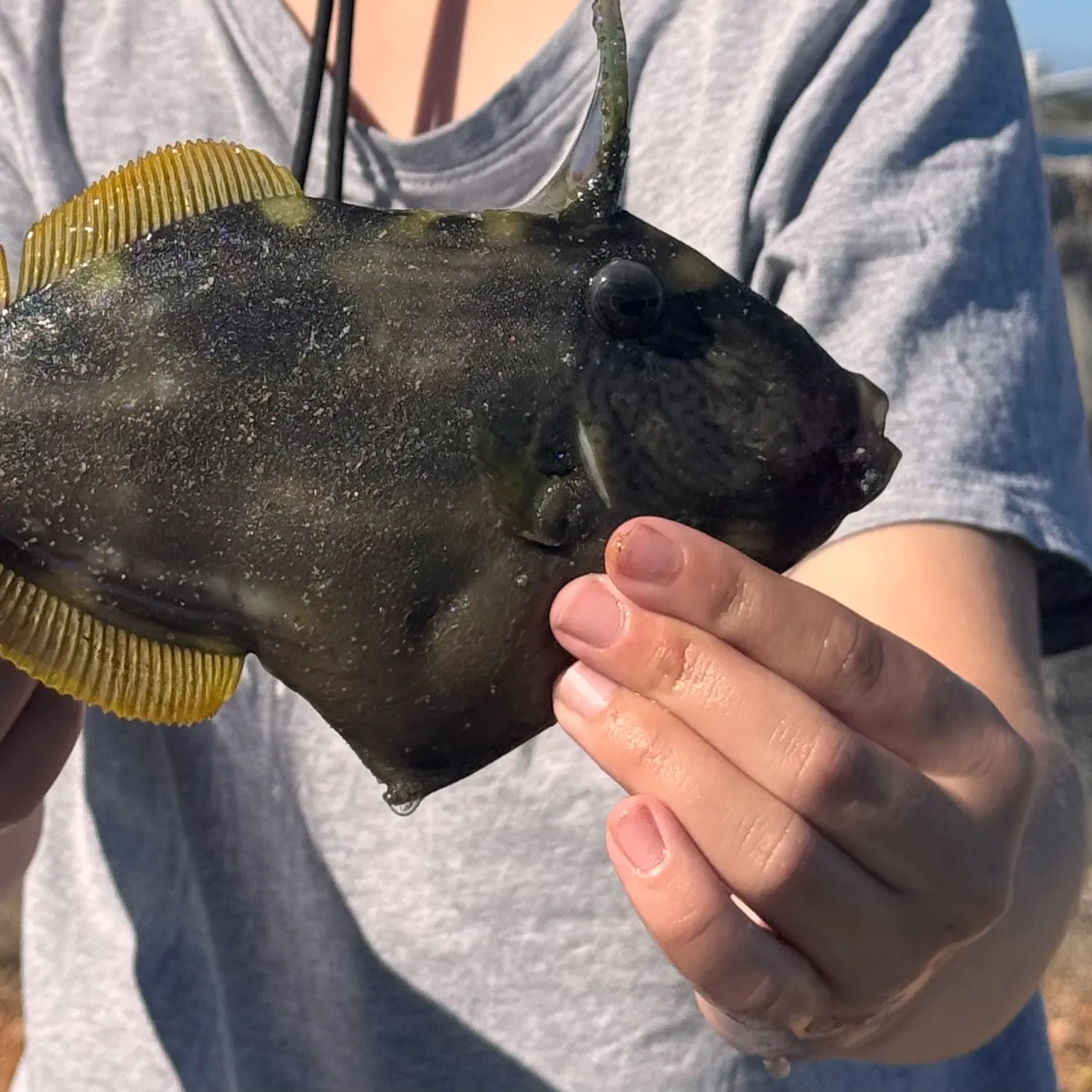 The most recent Black reef leatherjacket catches on Fishbrain