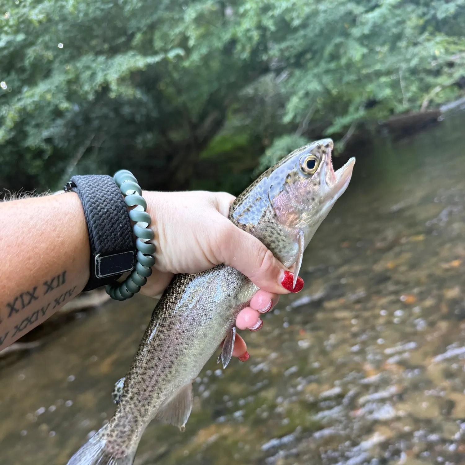 recently logged catches