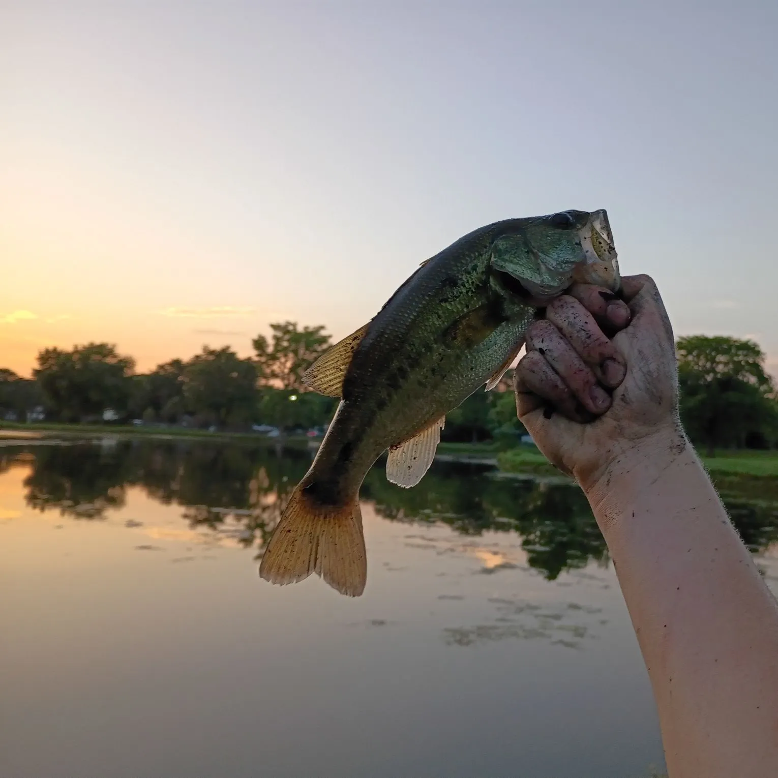 Largemouth bass caught on Fishbrain