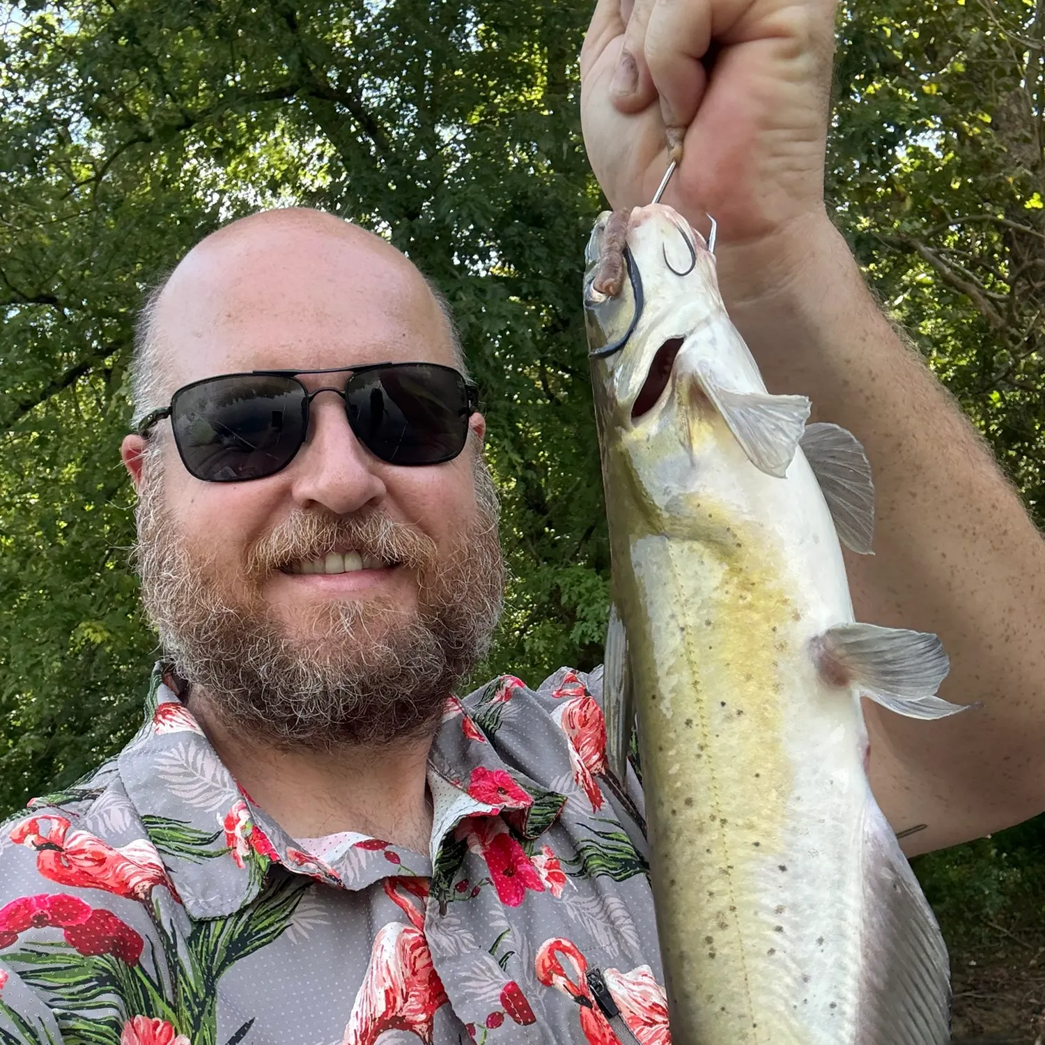 Channel catfish caught on Fishbrain