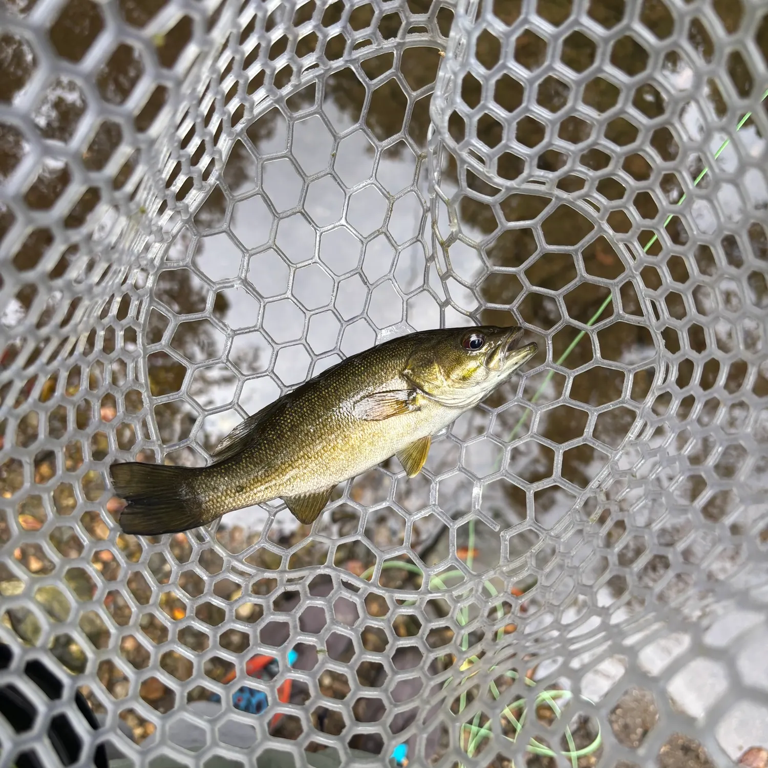 Smallmouth bass caught on Fishbrain