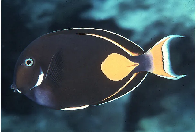 Achilles tang