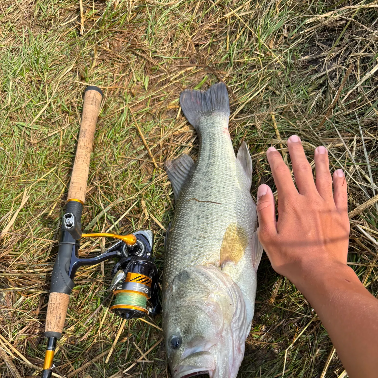 Largemouth bass caught on Fishbrain