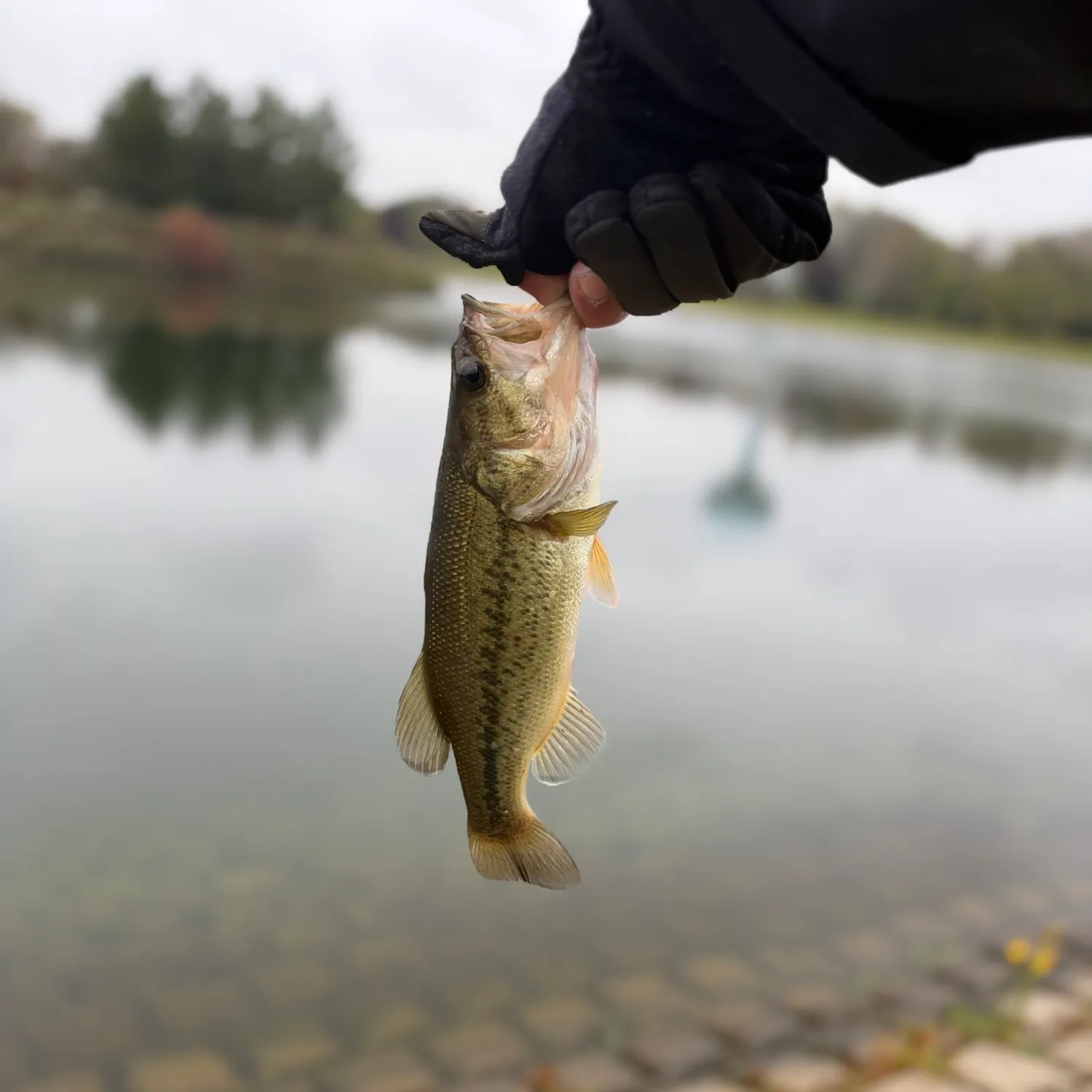 Largemouth bass caught on Fishbrain