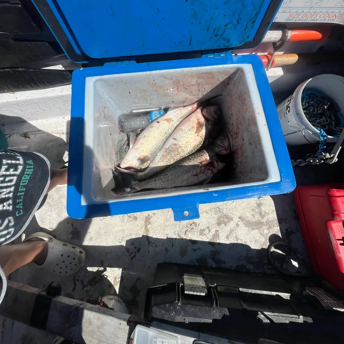 The most recent Eastern Australian salmon catches on Fishbrain