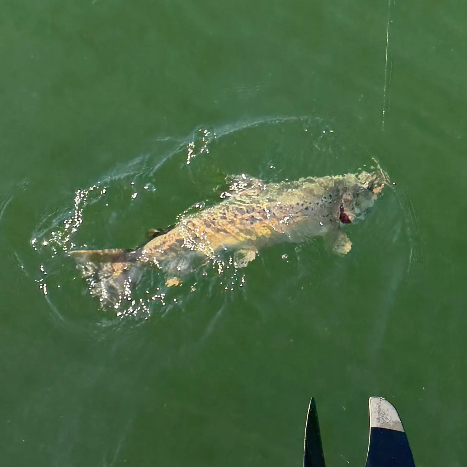 Brown trout caught on Fishbrain