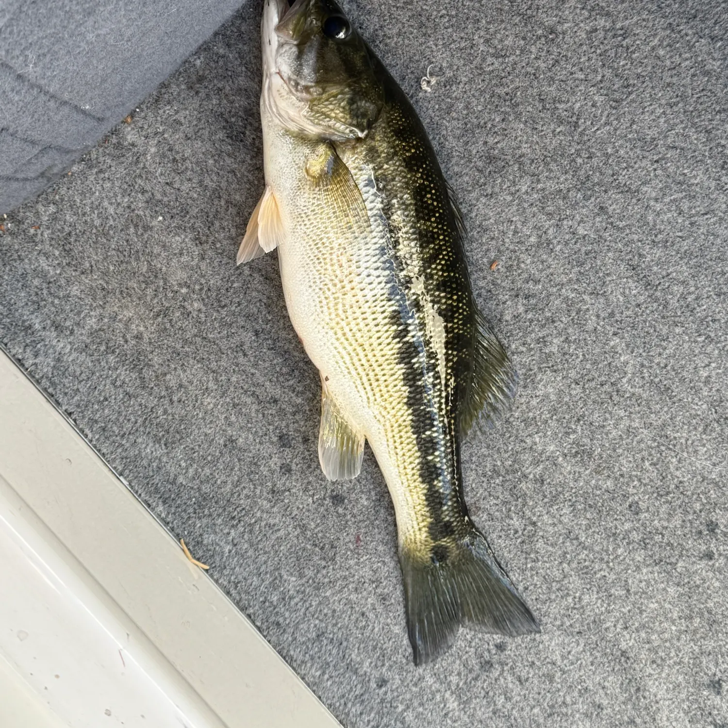 Spotted bass caught on Fishbrain